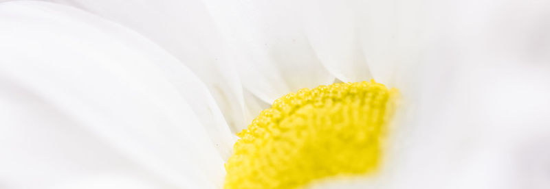 Close-up of white flower