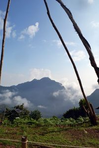 Low angle view of trees on mountain against sky