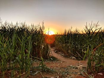 Crops growing on field against sky during sunset