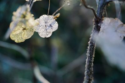 Close-up of frozen plant