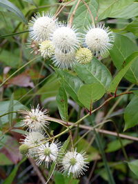 Close-up of flowers blooming outdoors