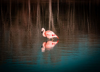 High angle view of a bird in lake