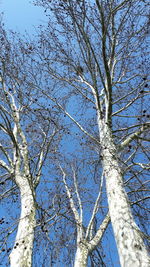 Low angle view of bare tree against blue sky