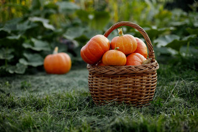 A basket with freshly picked pumpkins is placed on the edge of the garden. harvest time