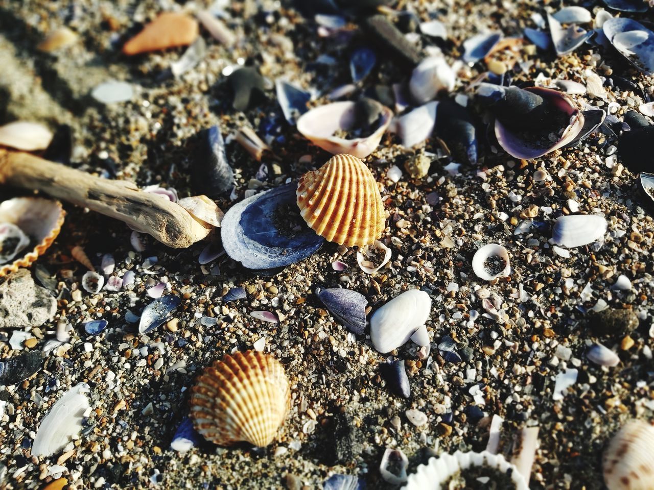 HIGH ANGLE VIEW OF SHELLS ON SHORE