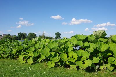 Plants growing on field against sky