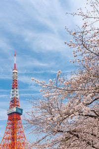 Tokyo tower and sakura cherry blossom in spring season at tokyo, japan.