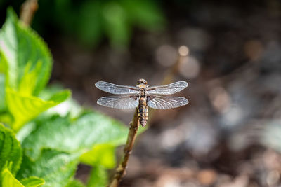 Close-up of dragonfly on leaf