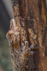 Close-up of weathered wood