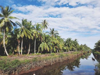 Scenic view of palm trees against sky