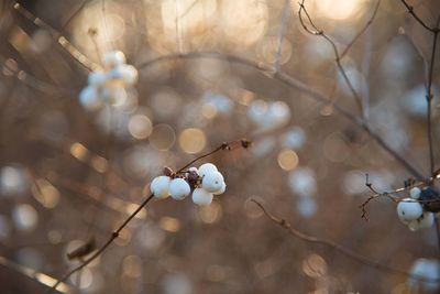 Low angle view of cherry blossoms in spring