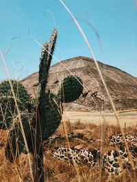 Cactus growing on field against sky