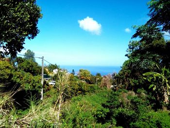 Scenic view of trees by sea against sky