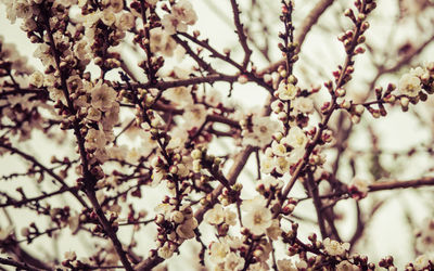 Low angle view of cherry blossom