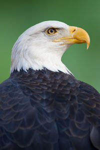 A portrait of an american bald eagle