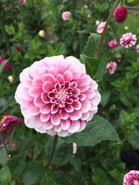 Close-up of pink flower