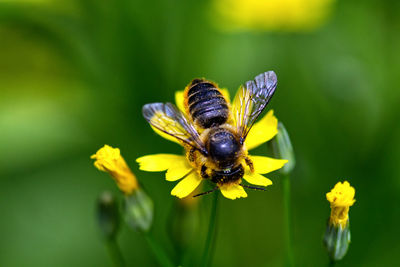 Close-up of bee pollinating on flower