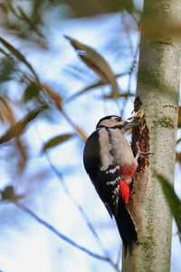 Low angle view of bird perching on tree