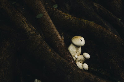 High angle view of stuffed toy on tree trunk