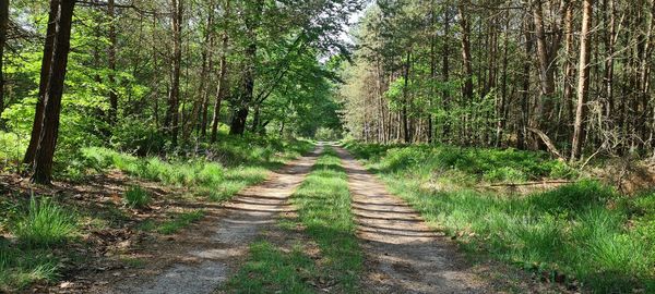 Footpath amidst trees in forest