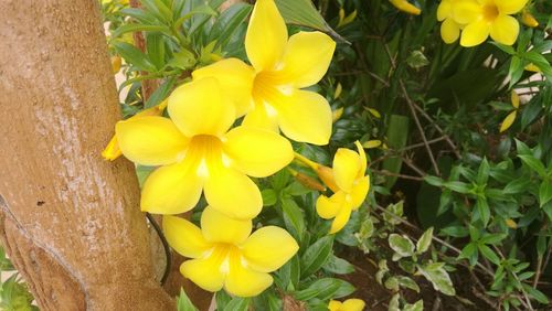 Close-up of yellow crocus blooming outdoors