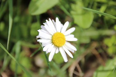 Close-up of white flower blooming outdoors