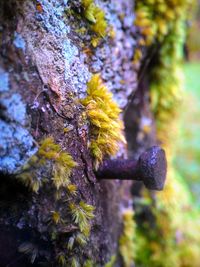 Close-up of tree trunk