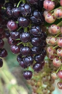 Close-up of fruits on tree