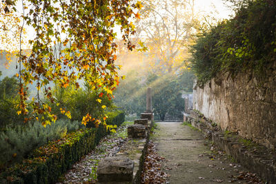 Footpath amidst trees during autumn