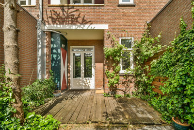 Plants growing outside house