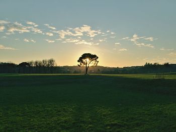 Silhouette trees on field against sky during sunset