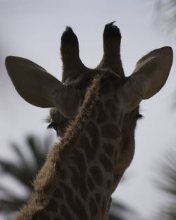 animal