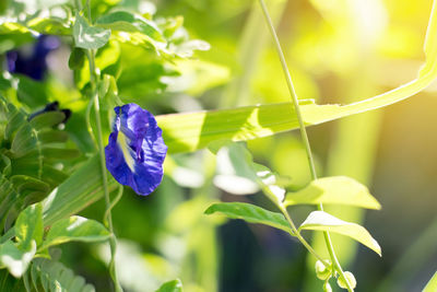Colorful pea flowers blooming in the garden with beautiful sunlight.