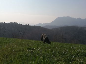 Horse on mountain against sky