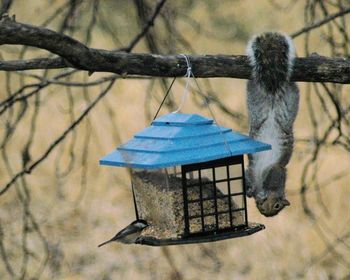 Close-up of bird hanging on branch