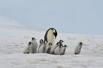 Flock of birds on snow covered land