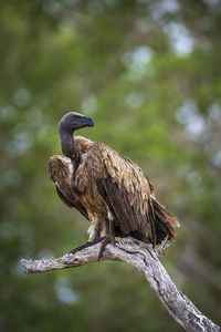 Bird perching on a tree