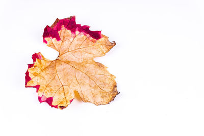 Close-up of maple leaf against white background