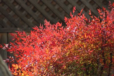 Close-up of red flowers against trees