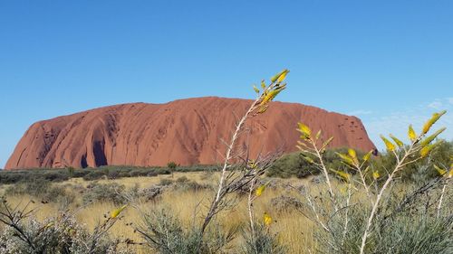 Plants growing in desert against clear blue sky