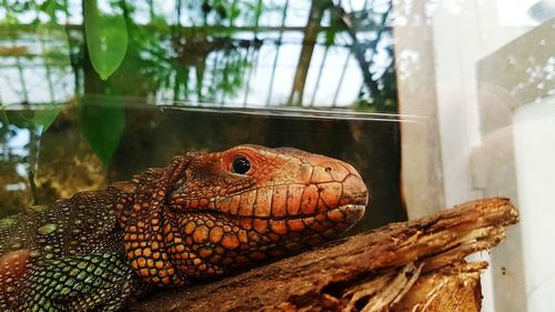 Close-up side view of a reptile