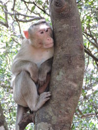 Low angle view of monkey on tree