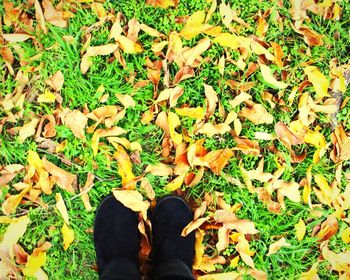 Low section of person standing in park