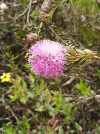 Close-up of pink flower on field