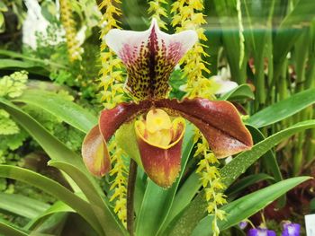 Close-up of red orchid