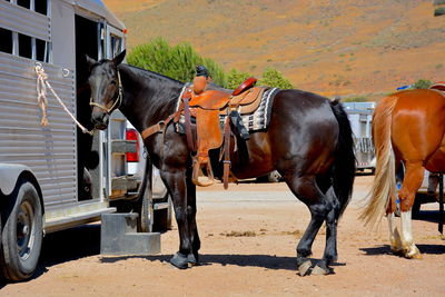 Horse standing on road