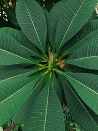 Full frame shot of leaves