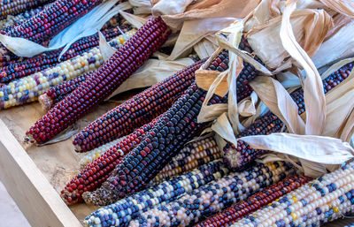 Cobs of colorful indian corn for fall decoration