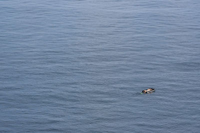 High angle view of bird swimming in sea