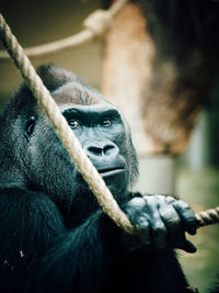 Gorilla in zoo